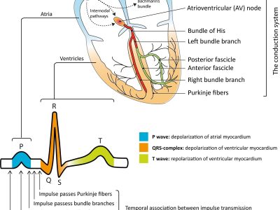 ecg-cardiac-conduction-system-sinoatrial-sa-node-purkinje-fibers-bundle-branches ECG - Dr Chavan Hospital Nashik